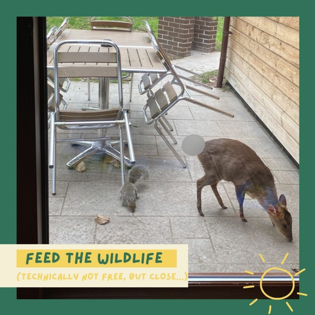 Feed the wildlife (technically not completely free of charge, but close...!)