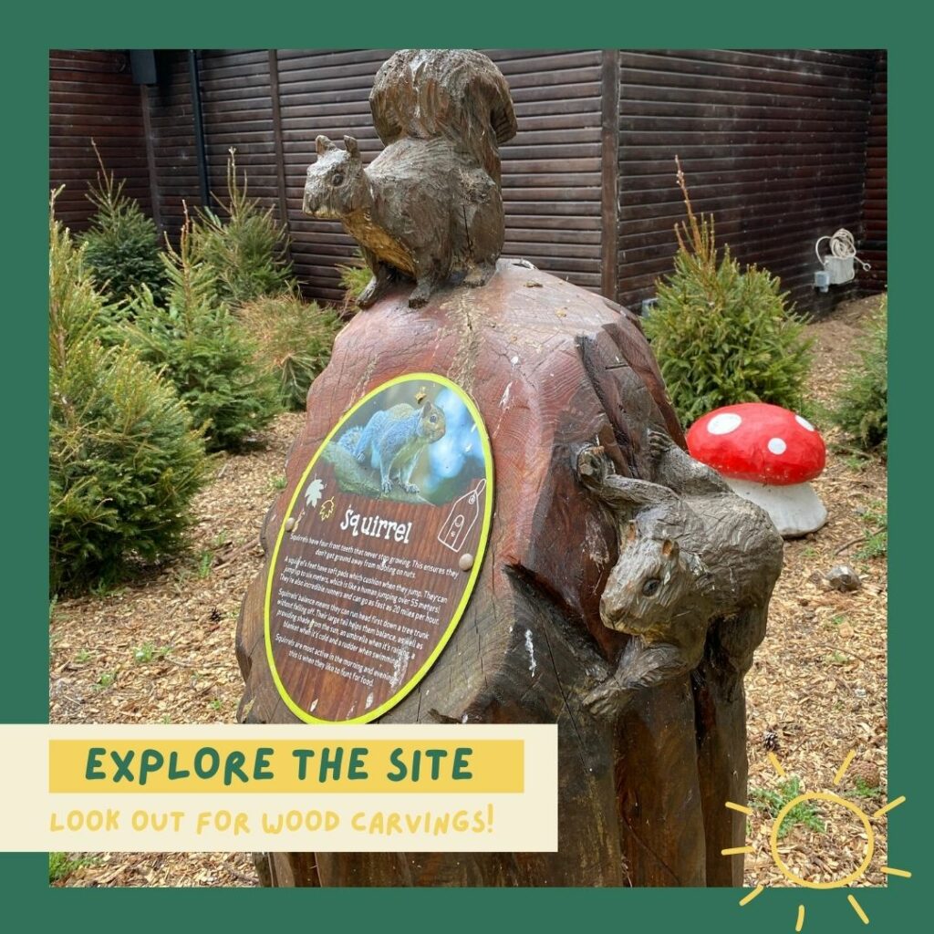 Explore the Center Parcs site (look out for wood carvings!)